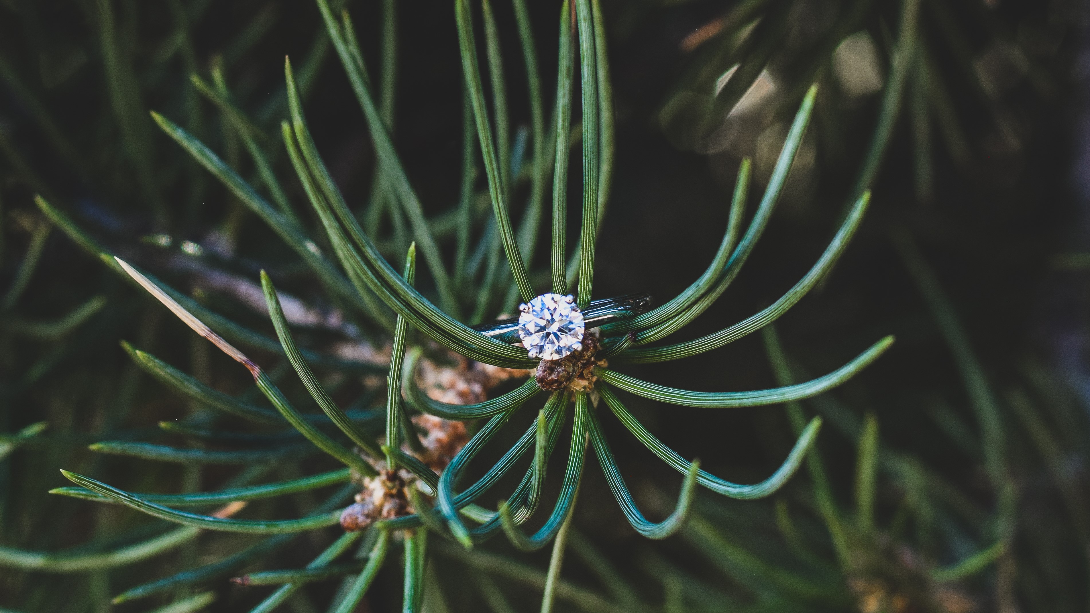 Nikki Branstetter Photography Engagement Ring1