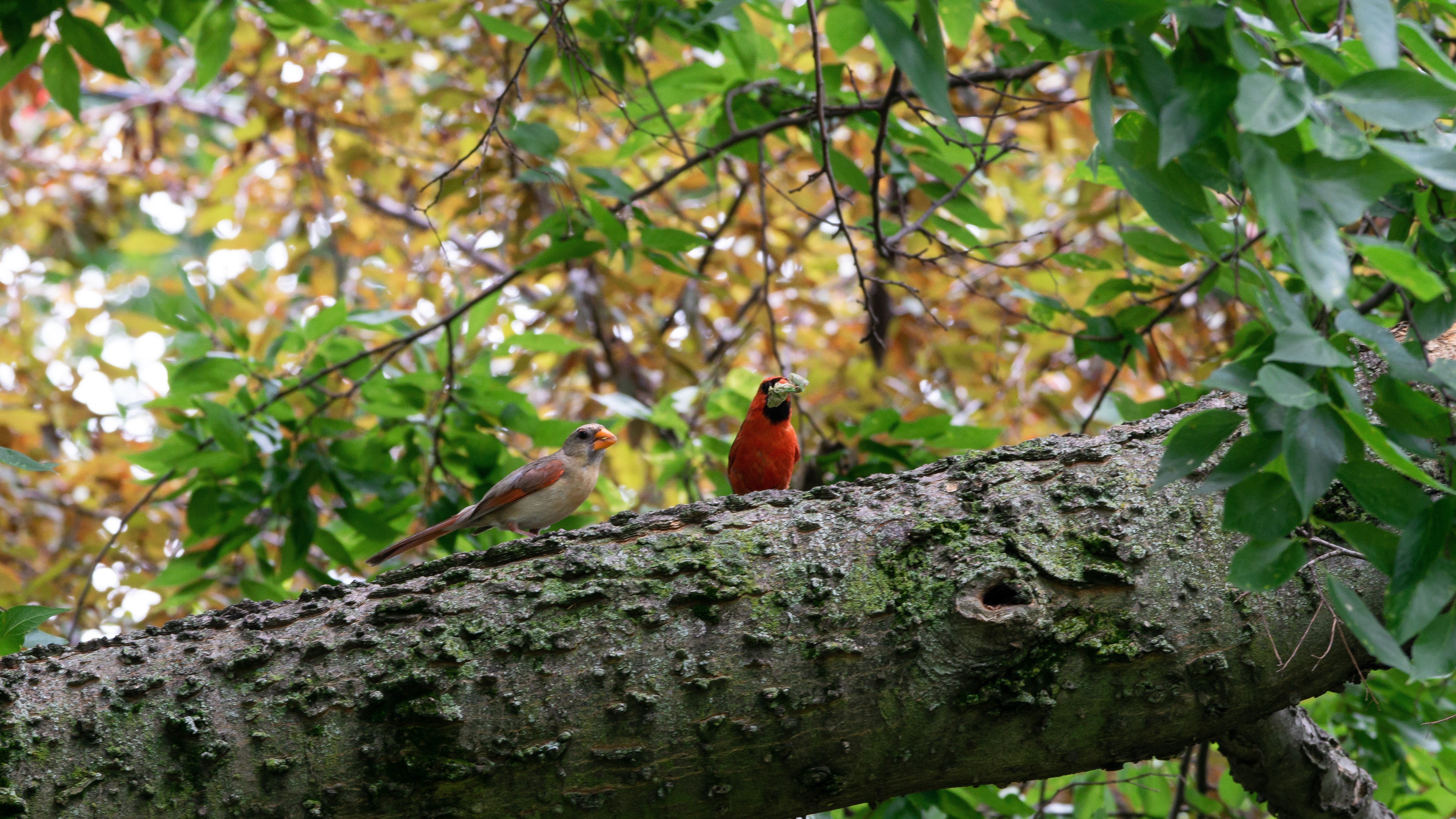 Nikki Branstetter Photography Cardinals
