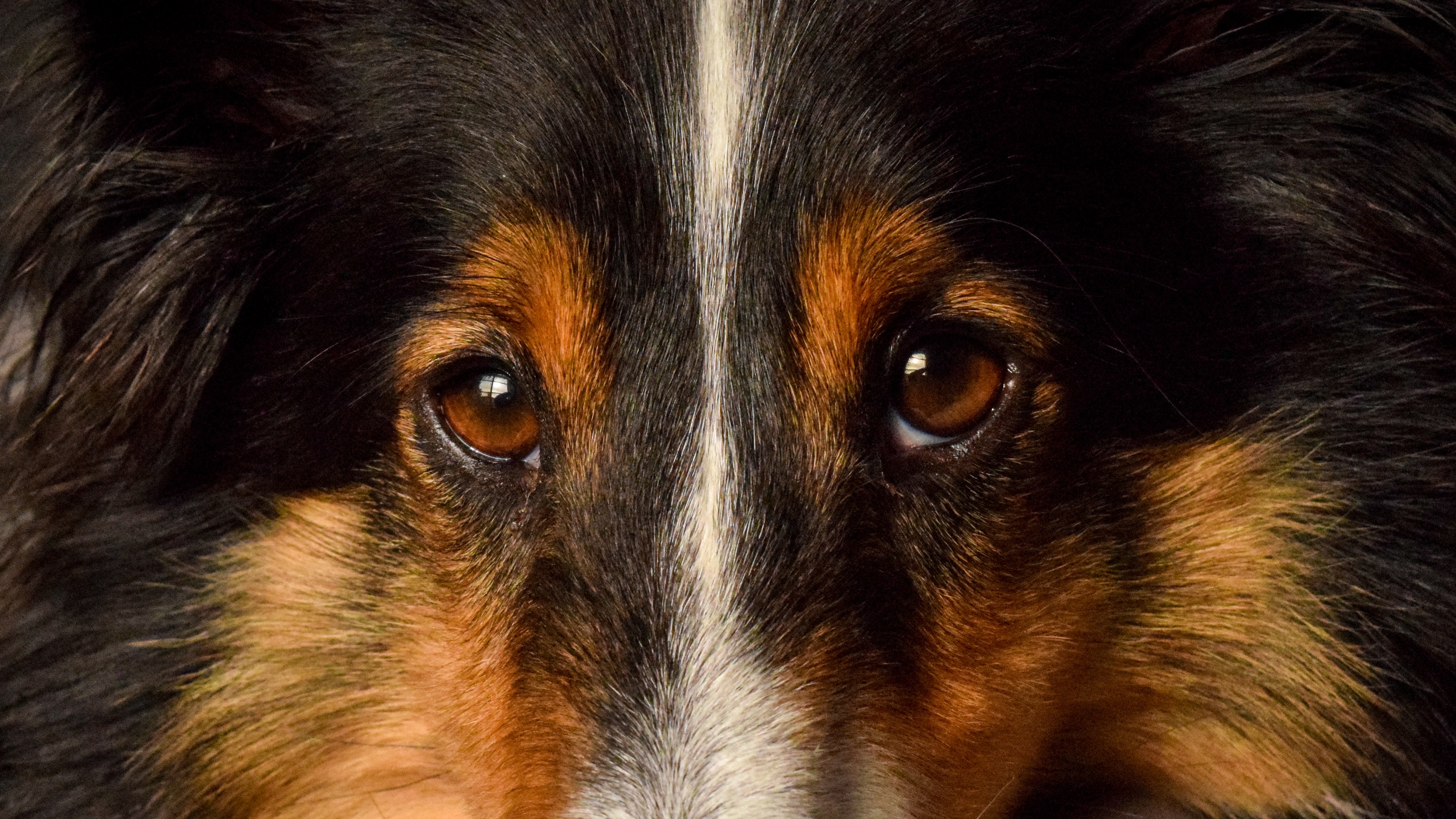 Nikki Branstetter - Stare Down - Pets